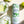 MOJITO - 4 x 355ml