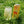 Craft Cider - 12 x 16 oz
