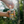 Load image into Gallery viewer, NEW Orange Radler - 12 x 473ml - Limited Edition
