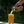 Load image into Gallery viewer, NEW Orange Radler - 12 x 473ml - Limited Edition
